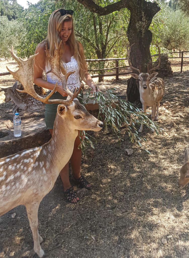 Dieren spotten? Dat kan in Askos Stone Park. Hier zie je herten, landschildpadden (die je mag vasthouden), wasberen, pony’s en katten. De toegangsprijs is €9,50 per persoon. Een rondleiding en een waterflesje is inbegrepen bij de prijs.