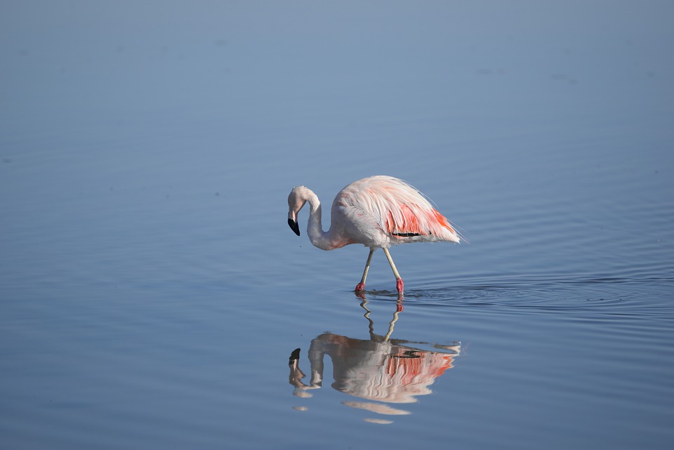 Een flamingo op Skala Kalloni.