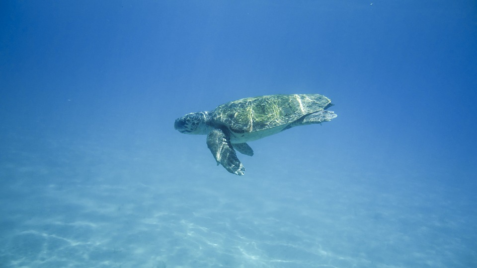 Schildpadden spotten op Zakynthos