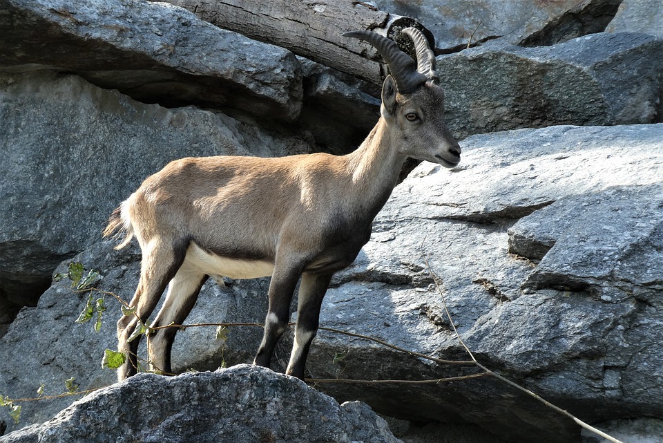Alpenzoo, één van de hoogst gelegen dierenparken van Europa.  