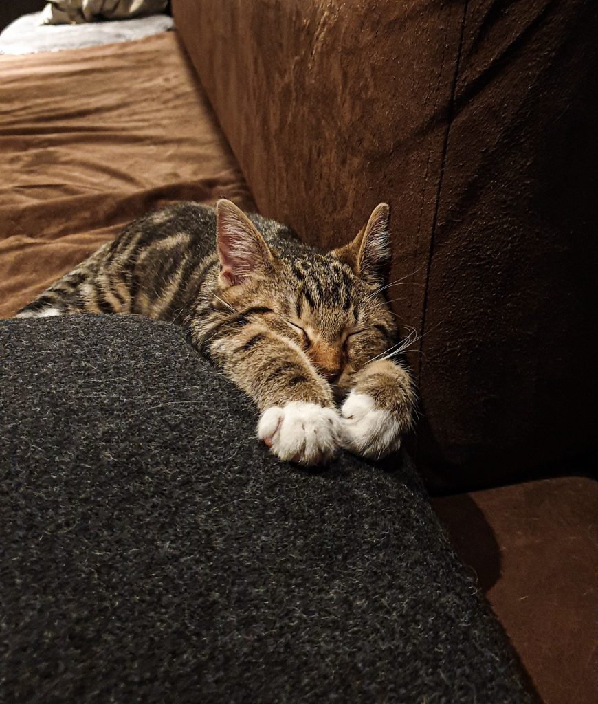 Het kattencafe Java Whiskers in Stockholm