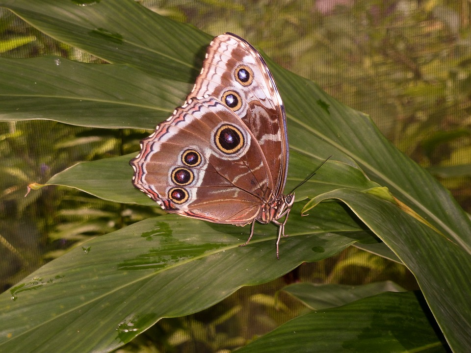 Butterfly Farm op Aruba