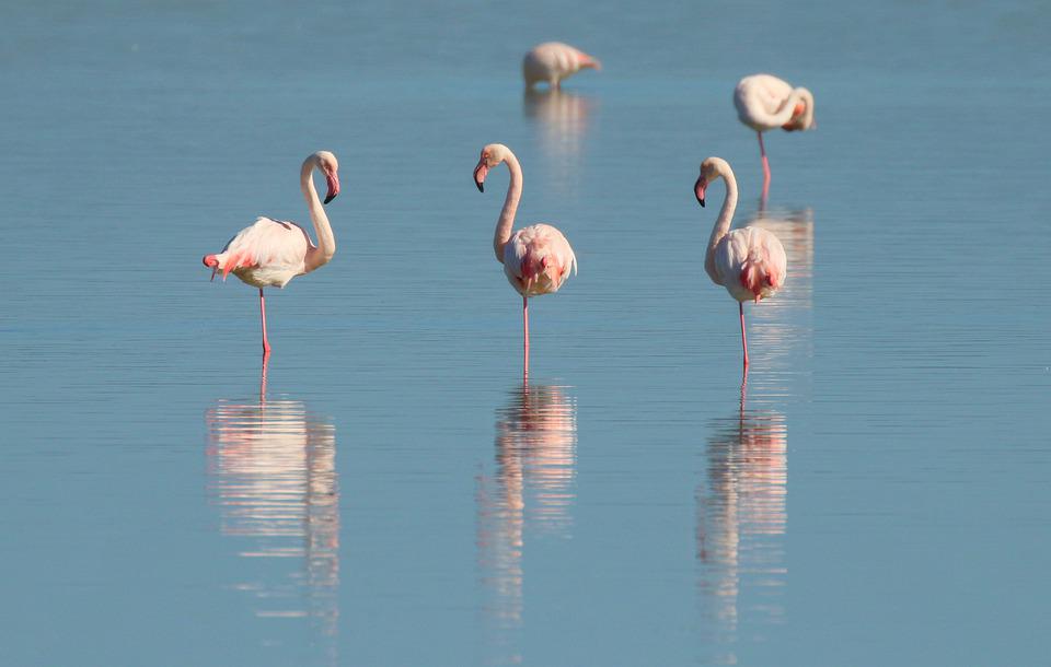 Flamingo's spotten op Aruba