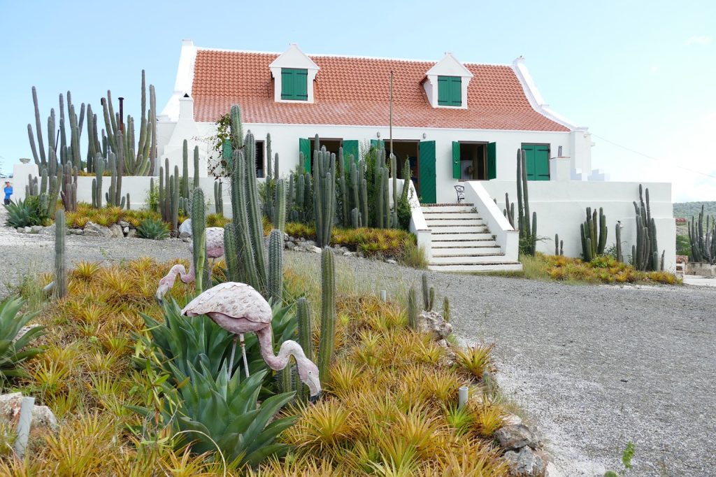 Flamingo’s spotten op Curaçao