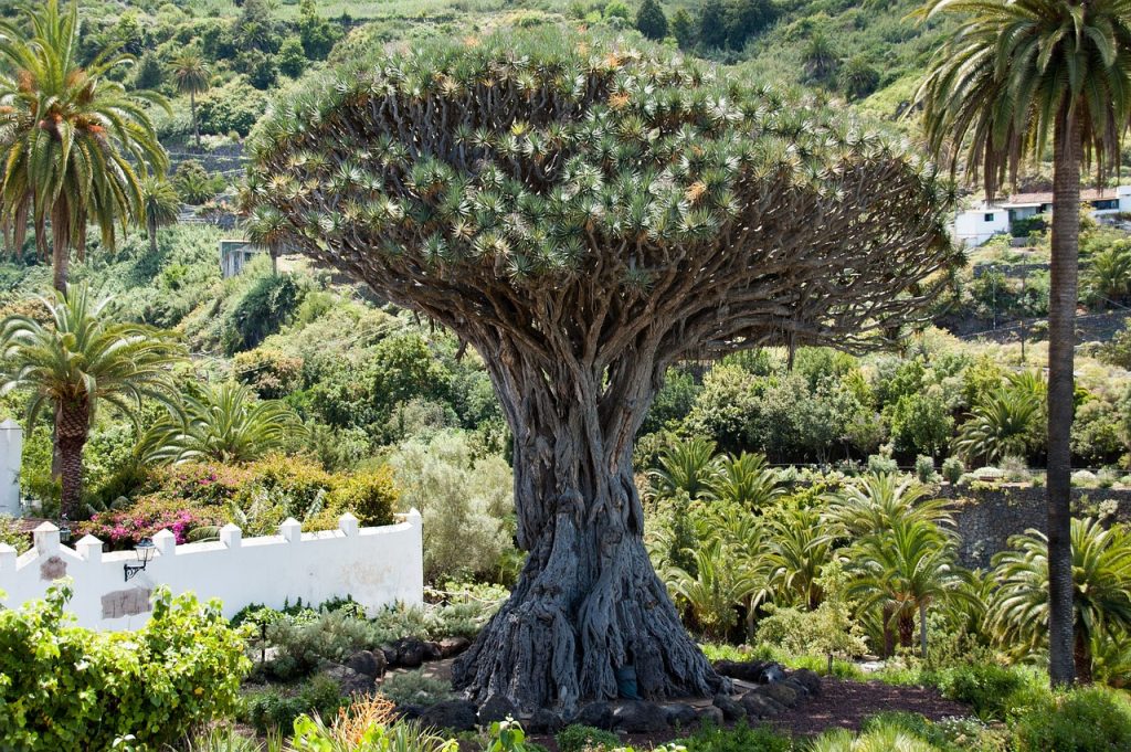 Bezoek de drakenboom in Icod de Los Vinos