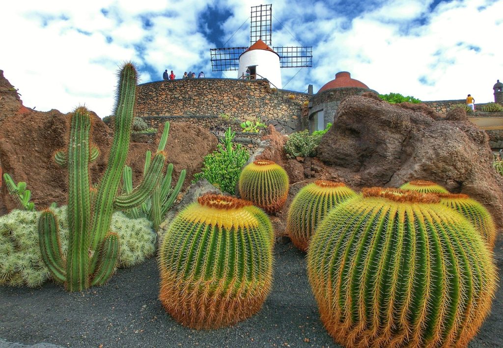 Bewonder de cactussen van Lanzarote bij Jardín de Cactus