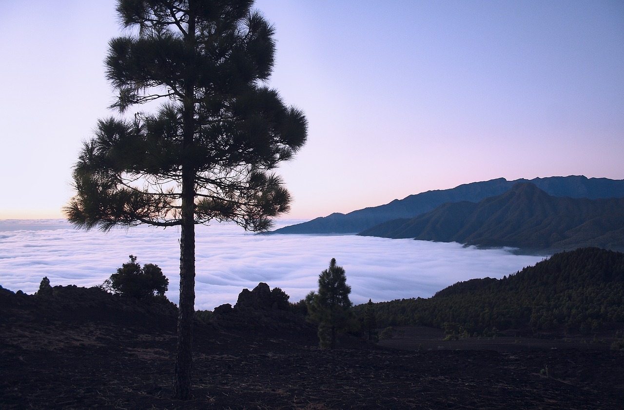 La Palma tips